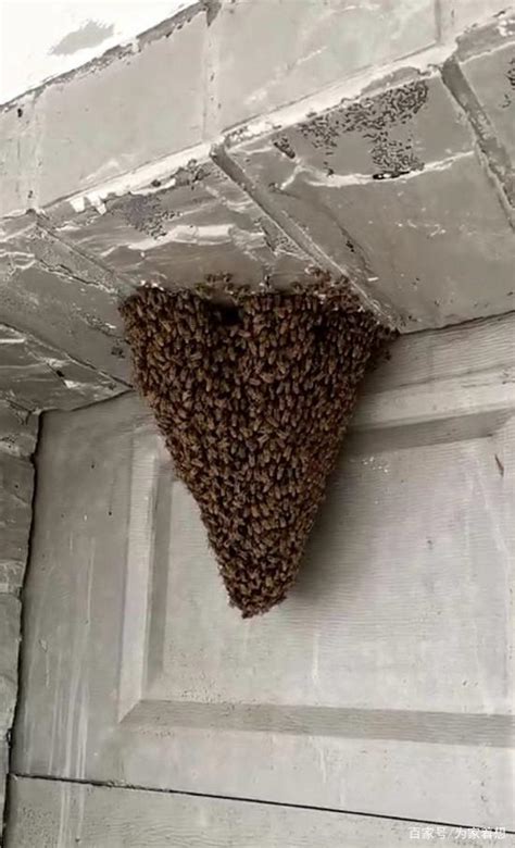 魚缸 換水 蜜蜂来家里筑巢是好事吗